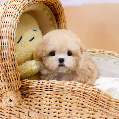 Poodle - Kkomya (Fmale)