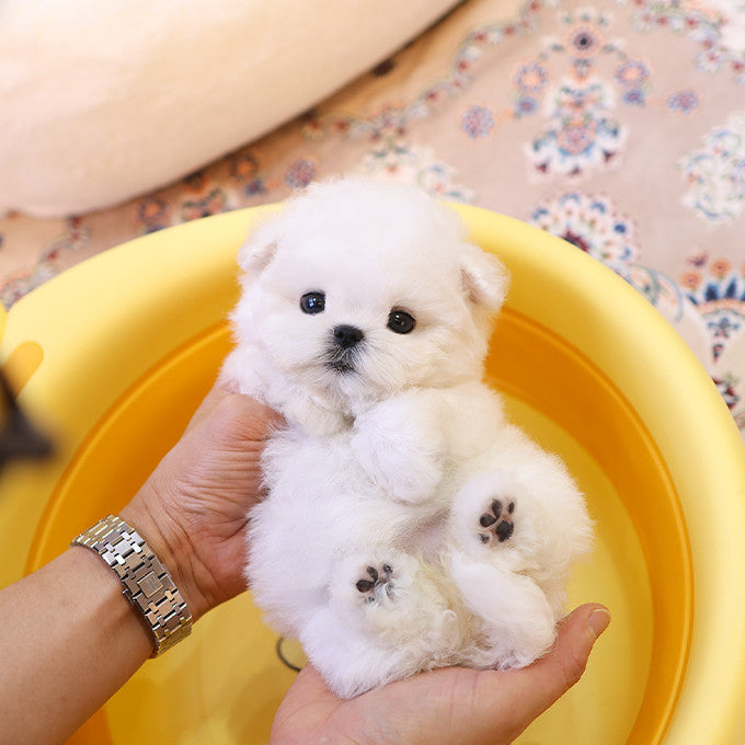 Bichon frise - Rosa (Female)