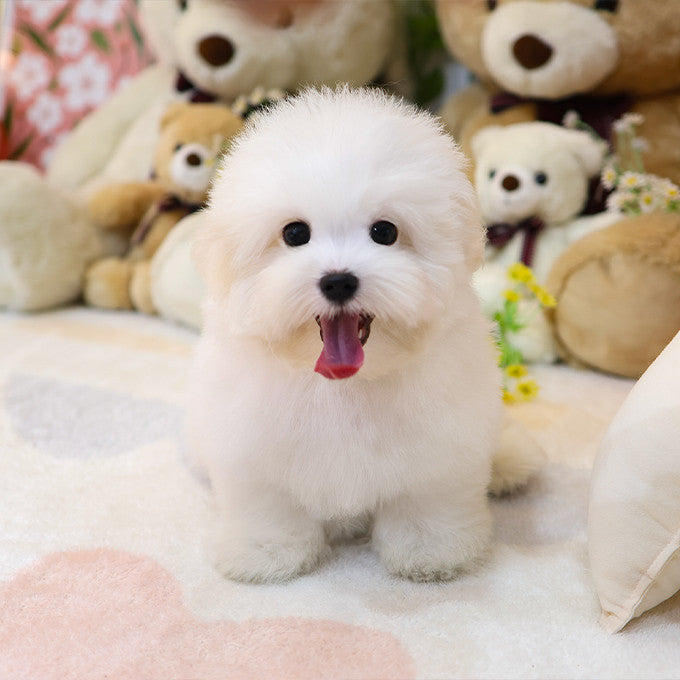 Coton de Tulear - Siru (Male)