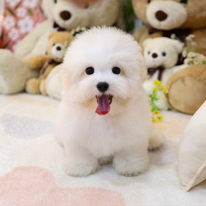 Coton de Tulear - Siru (Male)