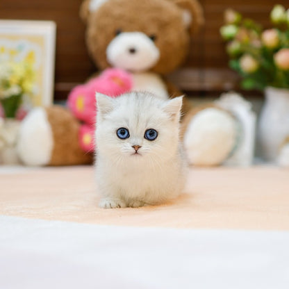 Munchkin - Kiki (Female)