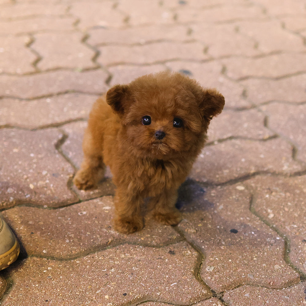 Poodle - Benny (Female) $3500