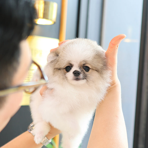 Pomeranian -  Powoo (Male)