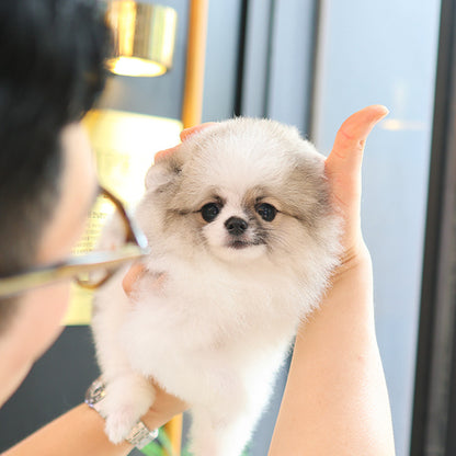 Pomeranian -  Powoo (Male)