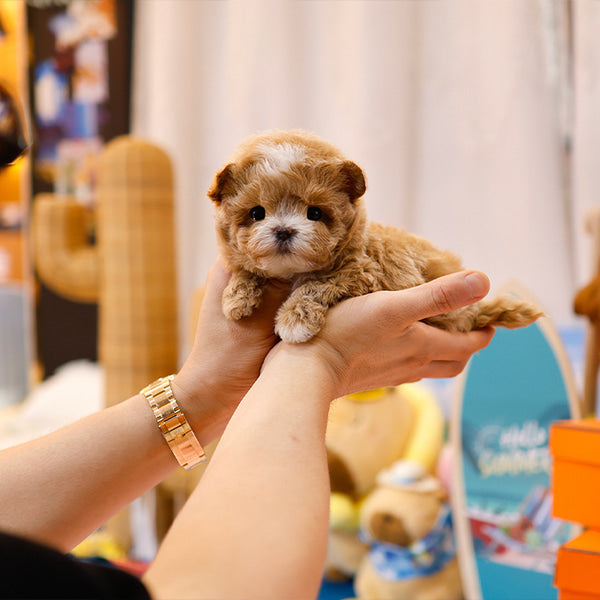 Maltipoo - Gorani (Male)