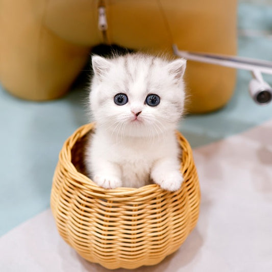 Munchkin - Joraeng (Male)