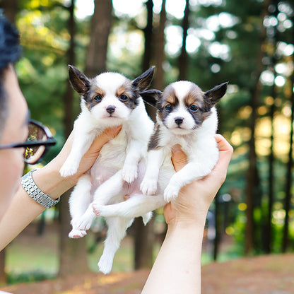 Papillon - Chiyo (Female)