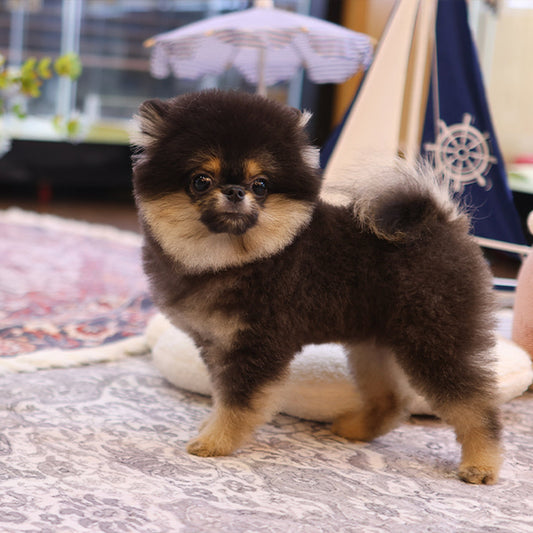 Pomeranian - Nabi (Female)