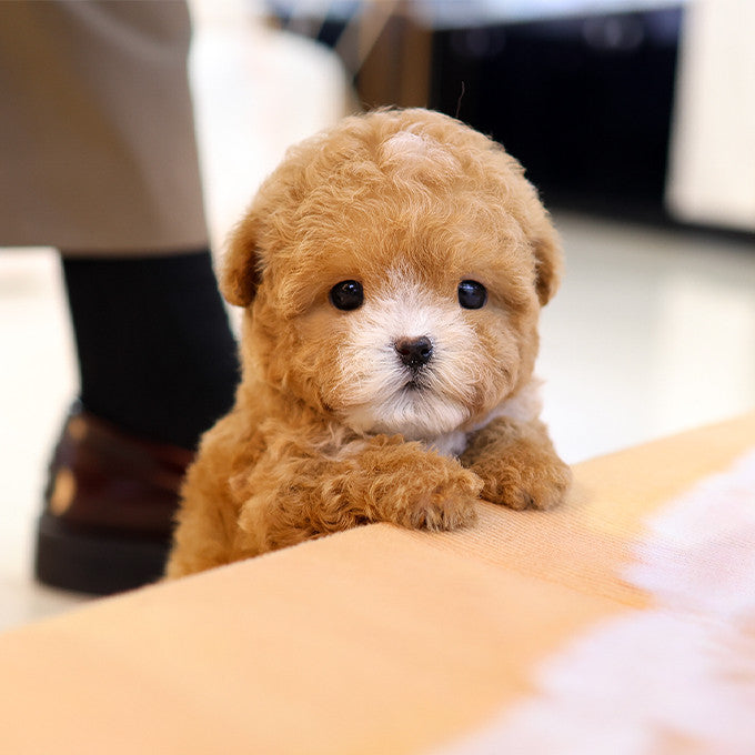 Poodle - Sangchu (Male)