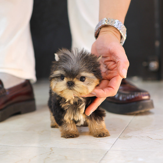Yorkshire Terrier - Elri (Male)