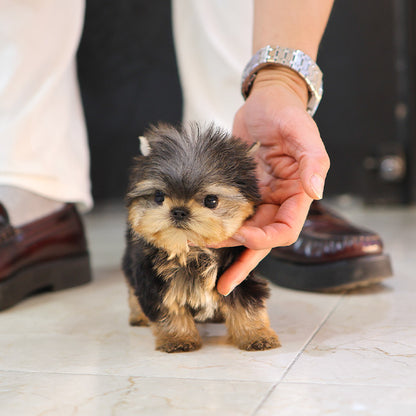 Yorkshire Terrier - Elri (Male)