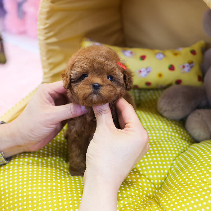 Poodle - Soy (Female)