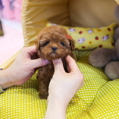 Poodle - Soy (Female)