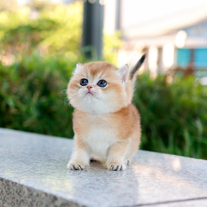 British Shorthair - Jumulleok (Male)