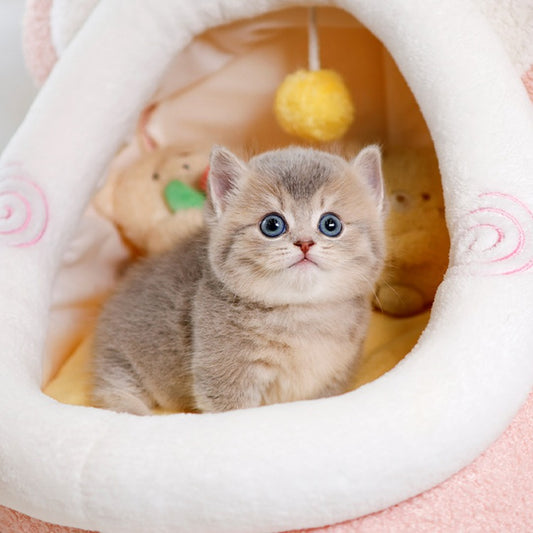 Munchkin - Ttangkong (Male)