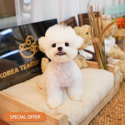 Bichon Frise - Ruka (Male) $ 2500