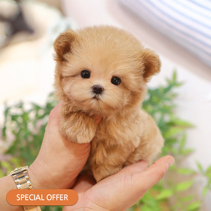 Maltipoo - Mimi (Female) $2300