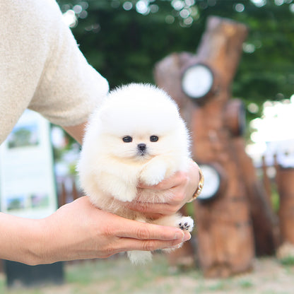 Pomeranian - Bibi (Female) $5200
