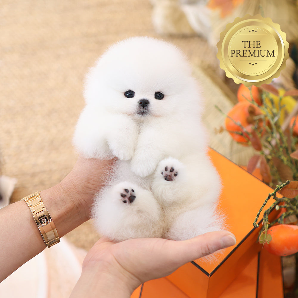 Pomeranian - Moelle ( Female) $5200