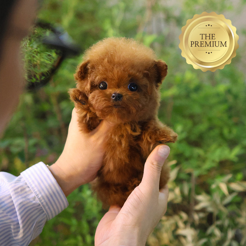 Poodle - Kinny (Female) $5700