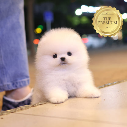 Pomeranian - Popcorn (Female) $5000
