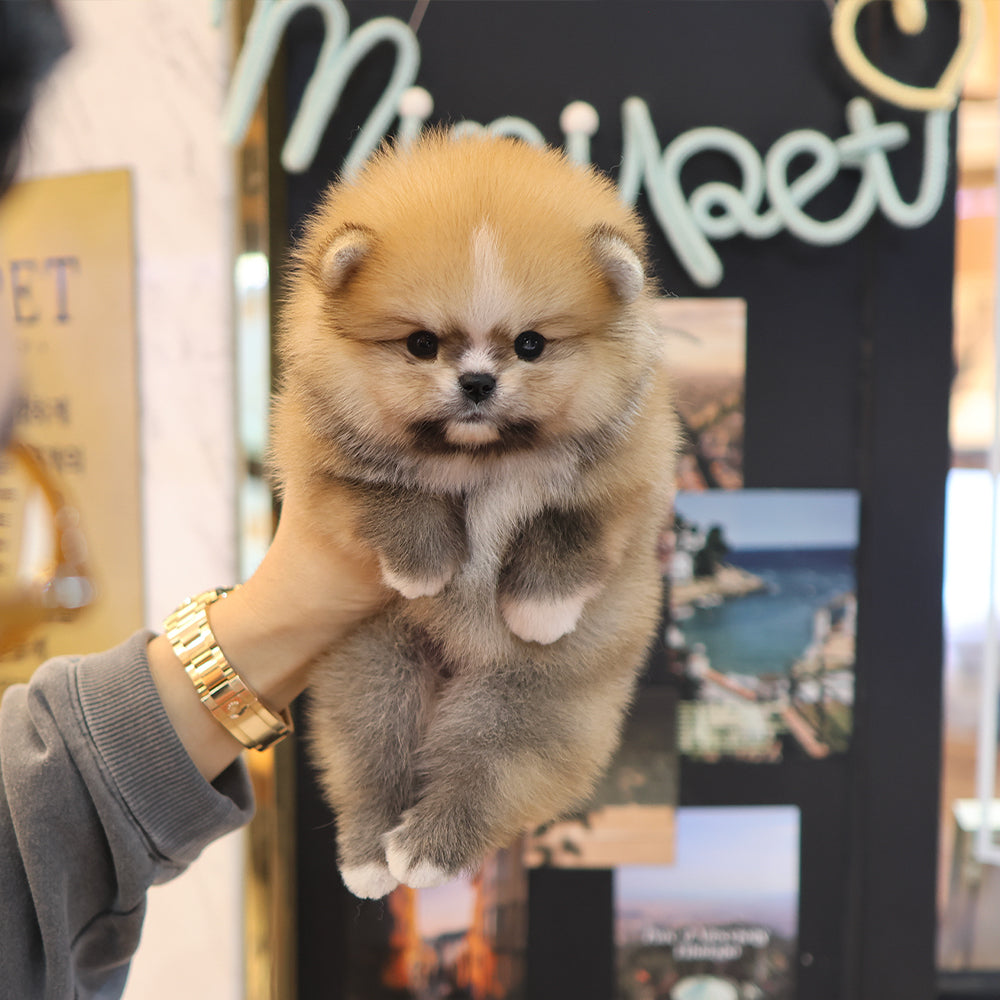Pomeranian - Posie (Male) $2800