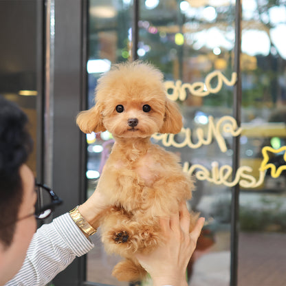 Poodle - Susu (Male) $2000