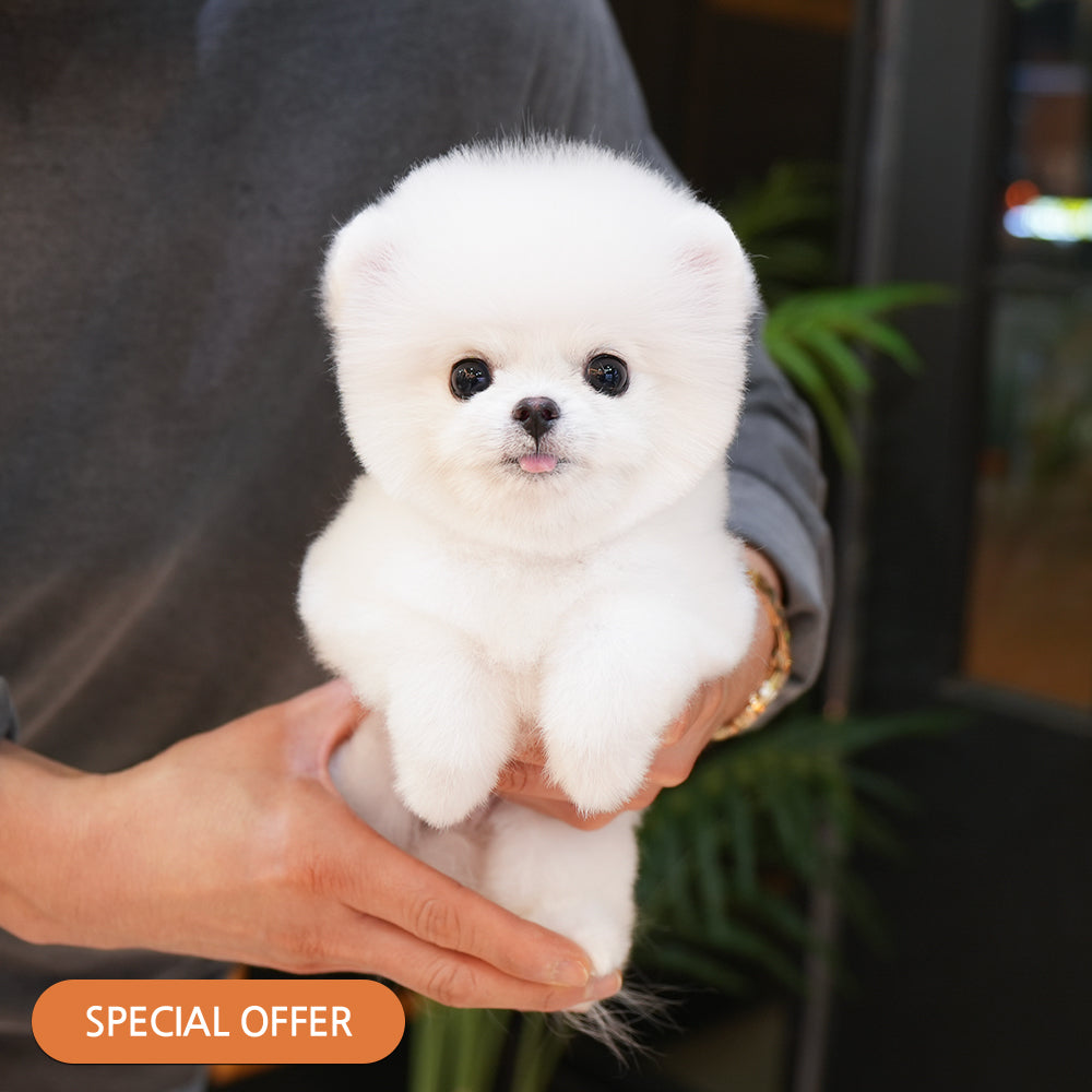 Pomeranian - Milo (Male) $2700