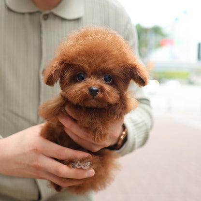 Poodle - Ollie (Male) $2200