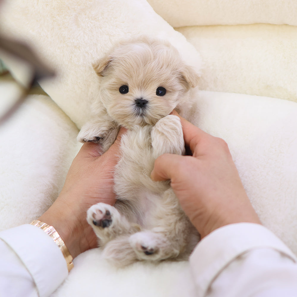 Maltipoo - Pippin (Female) $2600