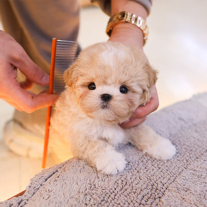 Maltipoo - Danny (Male) $3200