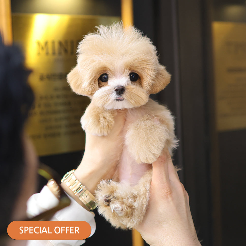 Maltipoo - Mallow (Female) $2300