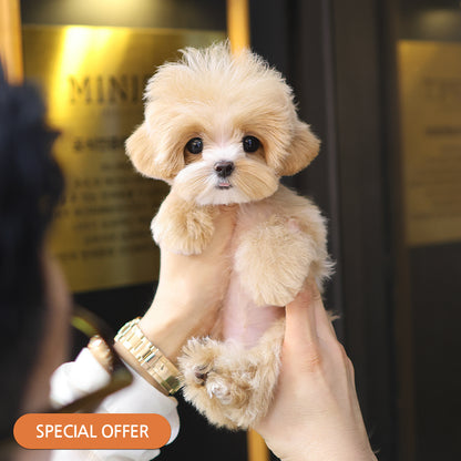 Maltipoo - Mallow (Female) $2300