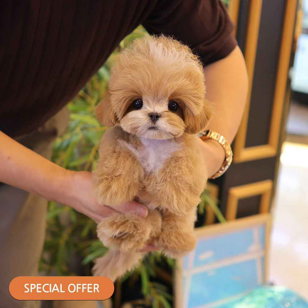Maltipoo - Pico (Male) $3000