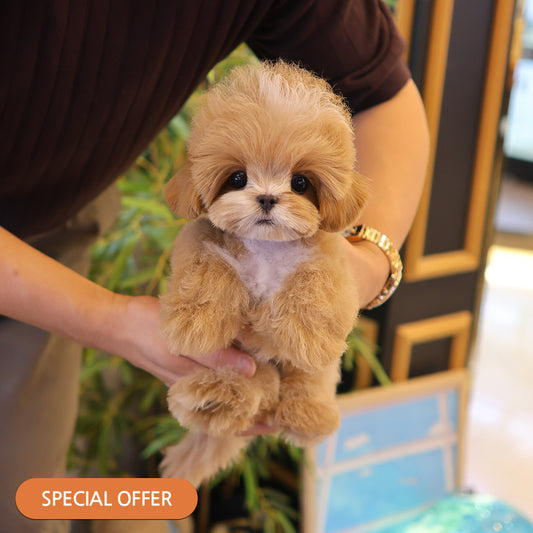 Maltipoo - Pico (Male) $3000