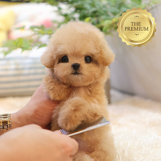 Poodle - Mio (Female) $4300