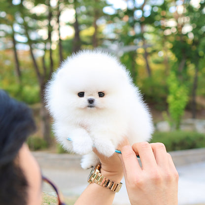 Pomeranian - Titi (Female) $5400