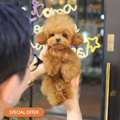 Poodle - Nuni (Female) $2800