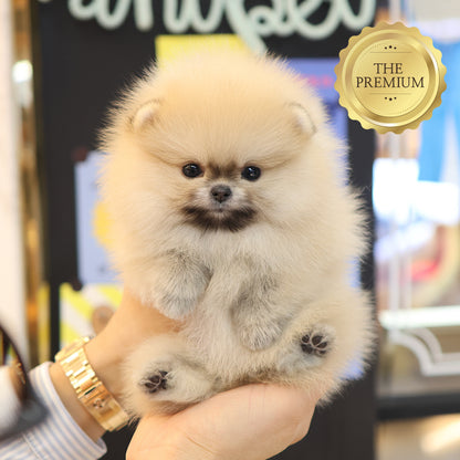 Pomeranian - Coby (Female) $4500