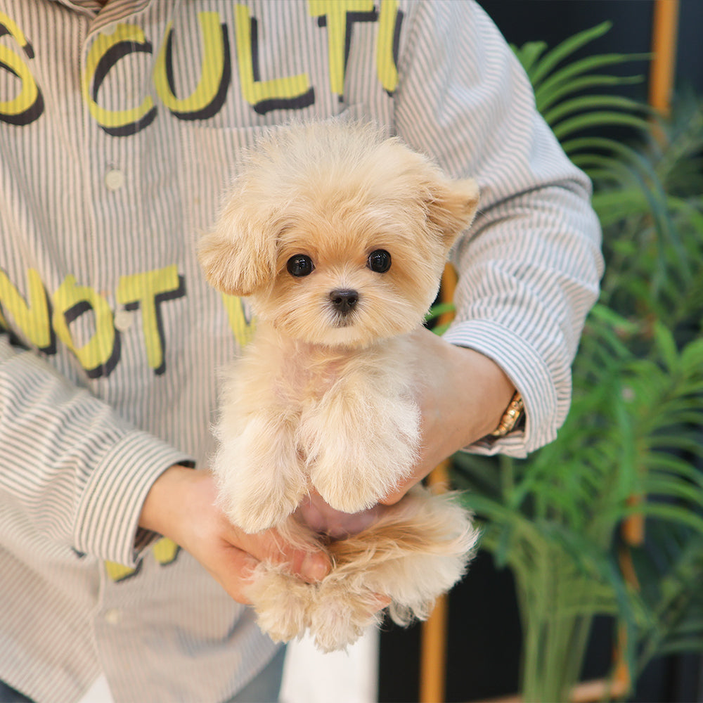 Maltipoo - Ppoppo (Female) $2000