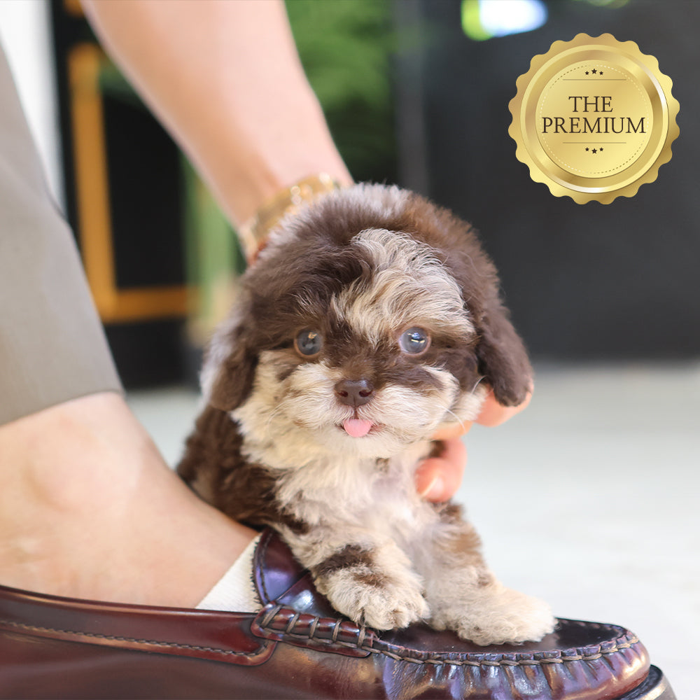 Poodle - Cocoa (Male) $4200