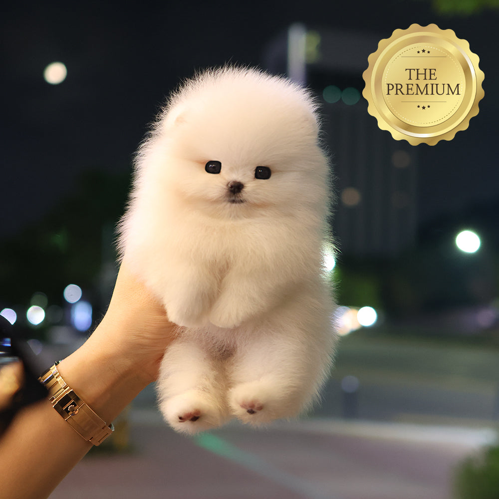Pomeranian - Momo (Female) $4000
