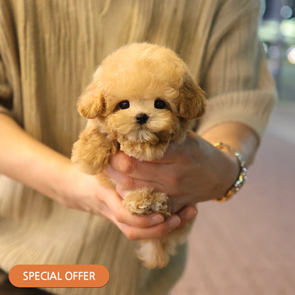 Poodle - Olive (Male) $2300