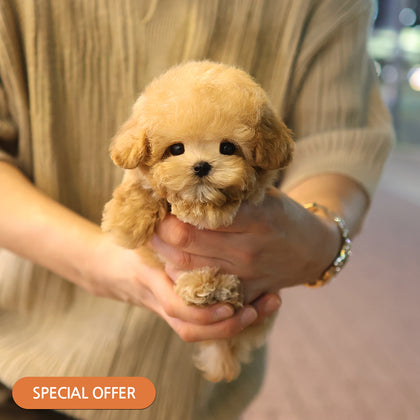 Poodle - Olive (Male) $2300
