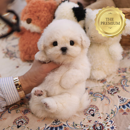 Bichon Frise - Miyo (Female) $4000