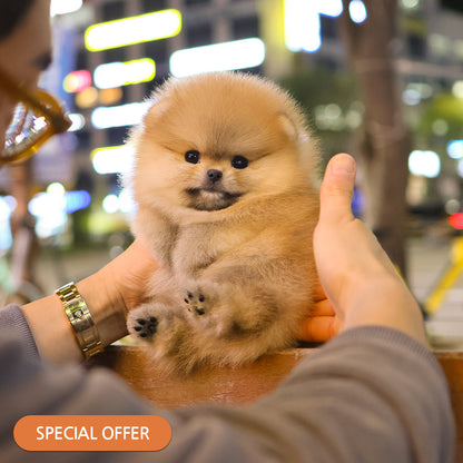 Pomeranian - Maisie (Female) $2800
