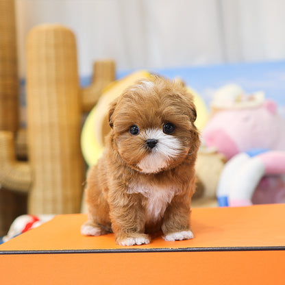 Maltipoo - Camel (Male) $3200
