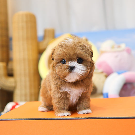 Maltipoo - Camel (Male) $3200