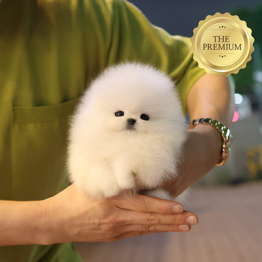 Pomeranian - Yuyu (Female) $5200
