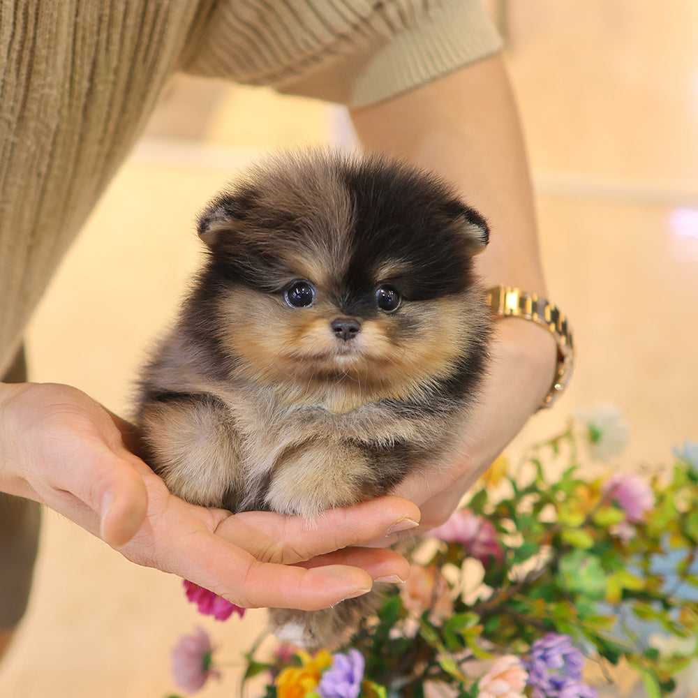 Pomeranian - Cookie (Female) $2800